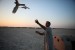 Ibrahim Ali Shams eleases a falcon on a tether to serve as bait and attract other falcons to his traps on a desert island of the coast of Abu Dhabi, United Arab Emirates.