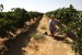The vinter at Kibbutz Sde Boker examins the grapes growing in the Negev Desert in Isreal