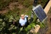 A groundskeeper adjusts a solar powered instrument used for regulating irrigation water